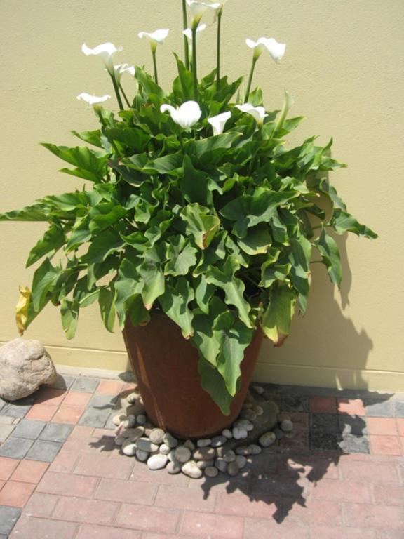 Cornerstone Guesthouse Swakopmund Εξωτερικό φωτογραφία